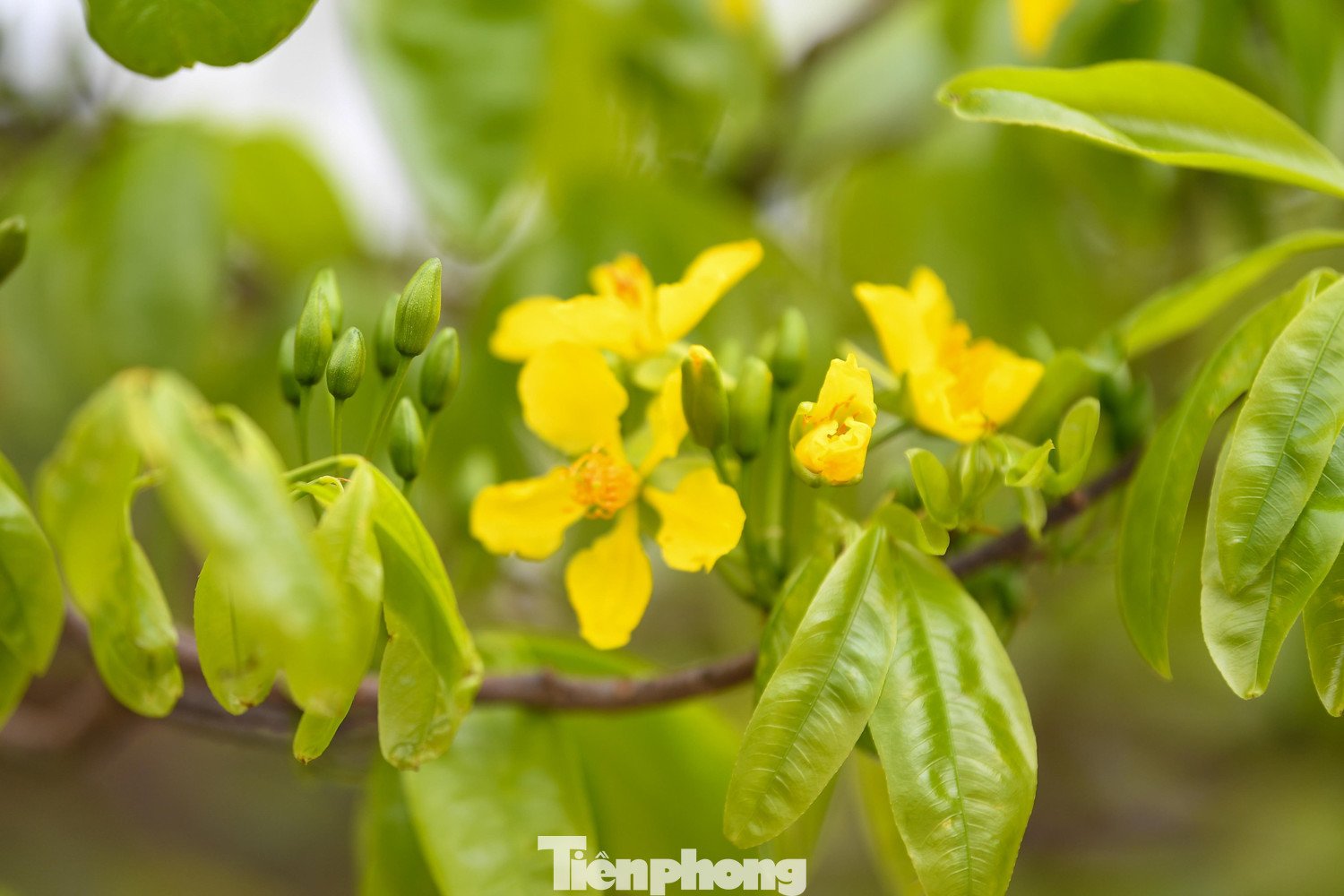 Hoa mai vàng Yên Tử có màu vàng đậm, cánh dày, nở đều và bền. Nhiều gốc mai tại chợ hoa năm nay được đánh giá cao nhờ nở đúng dịp Tết, hoa giữ được lâu, ít rụng, góp phần làm tăng giá trị của cây.