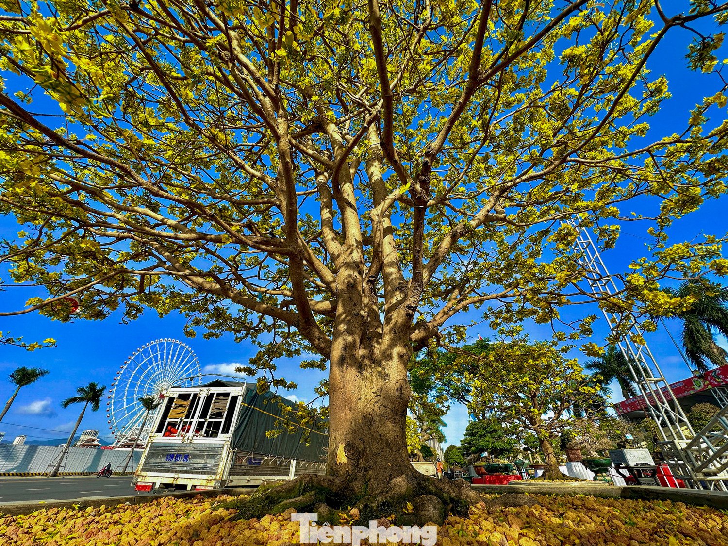 Nhiều cây mai vàng trị giá hơn nửa tỷ đồng được các nhà vườn đưa xuống phố trưng bày, giới thiệu và chào bán cho giới chơi mai dịp cận Tết.