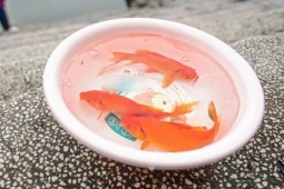 Thả cá chép Tết ông Công ông Táo: Để cá được sống, không phải để mình yên tâm