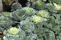 Độc lạ rau cải được hô biến thành cây cảnh chơi Tết