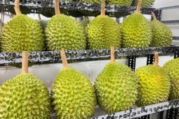 Sầu riêng tiền triệu 'cháy hàng' dịp Tết, Việt kiều về nước săn lùng đặc sản