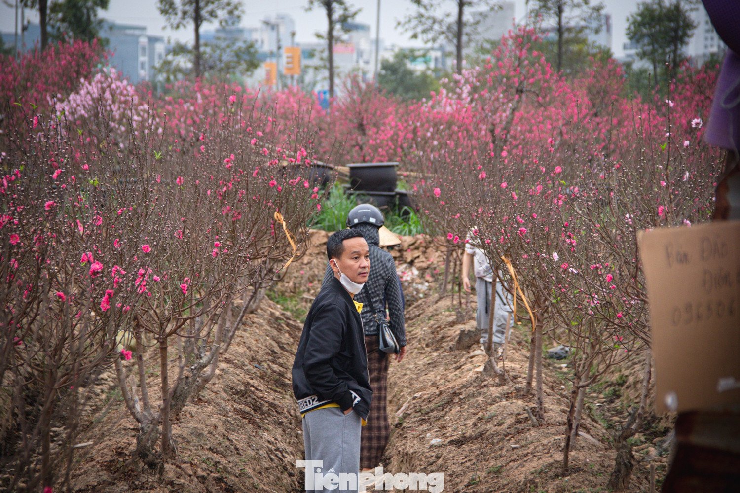 Đa số người dân Thủ đô năm nay có xu hướng lựa chọn những sản phẩm vừa túi tiền, phù hợp với không gian sinh hoạt và nhu cầu trang trí cơ bản.