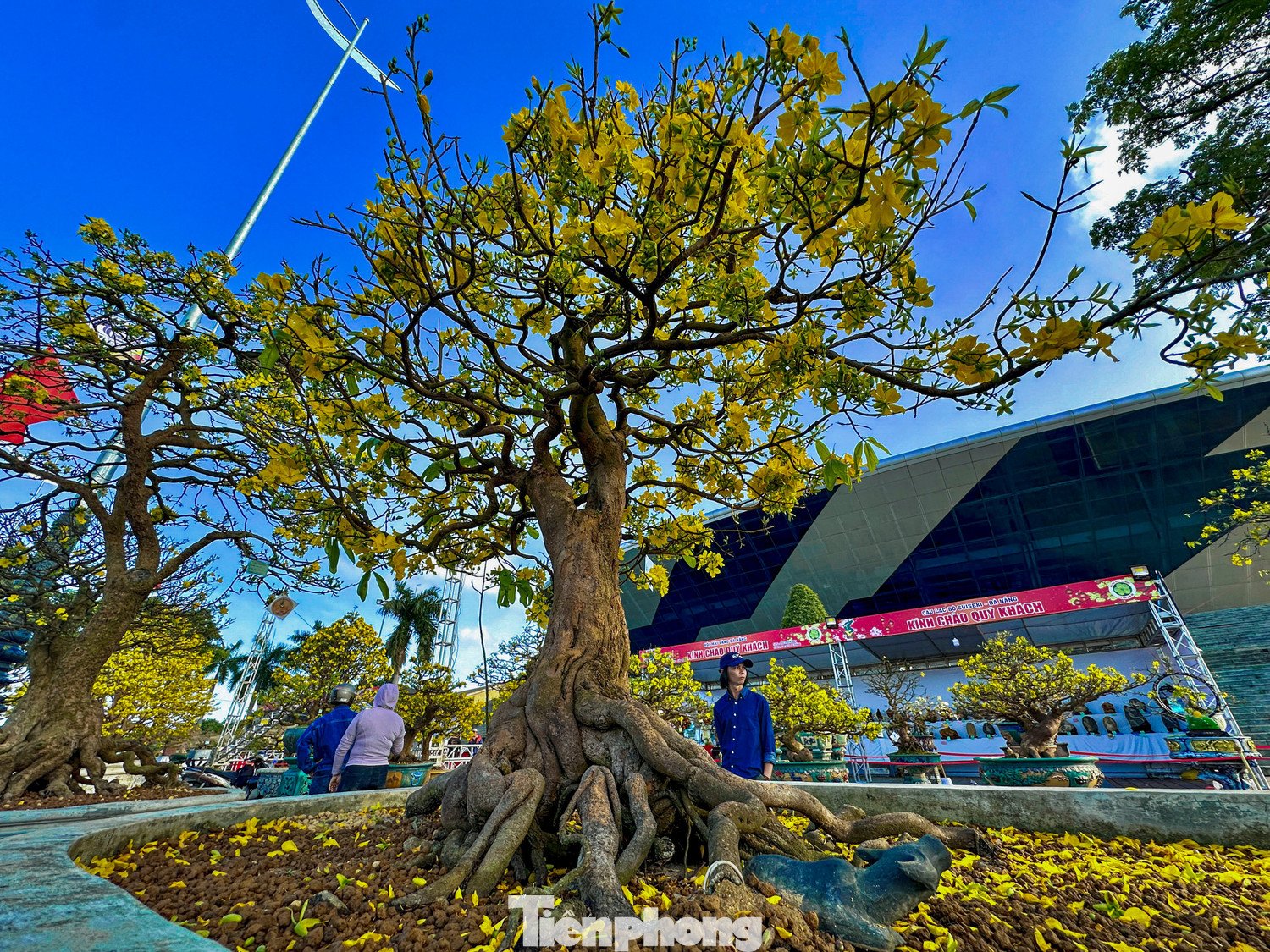 Nhiều cây mai vàng trị giá hơn nửa tỷ đồng được các nhà vườn đưa xuống phố trưng bày, giới thiệu và chào bán cho giới chơi mai dịp cận Tết.