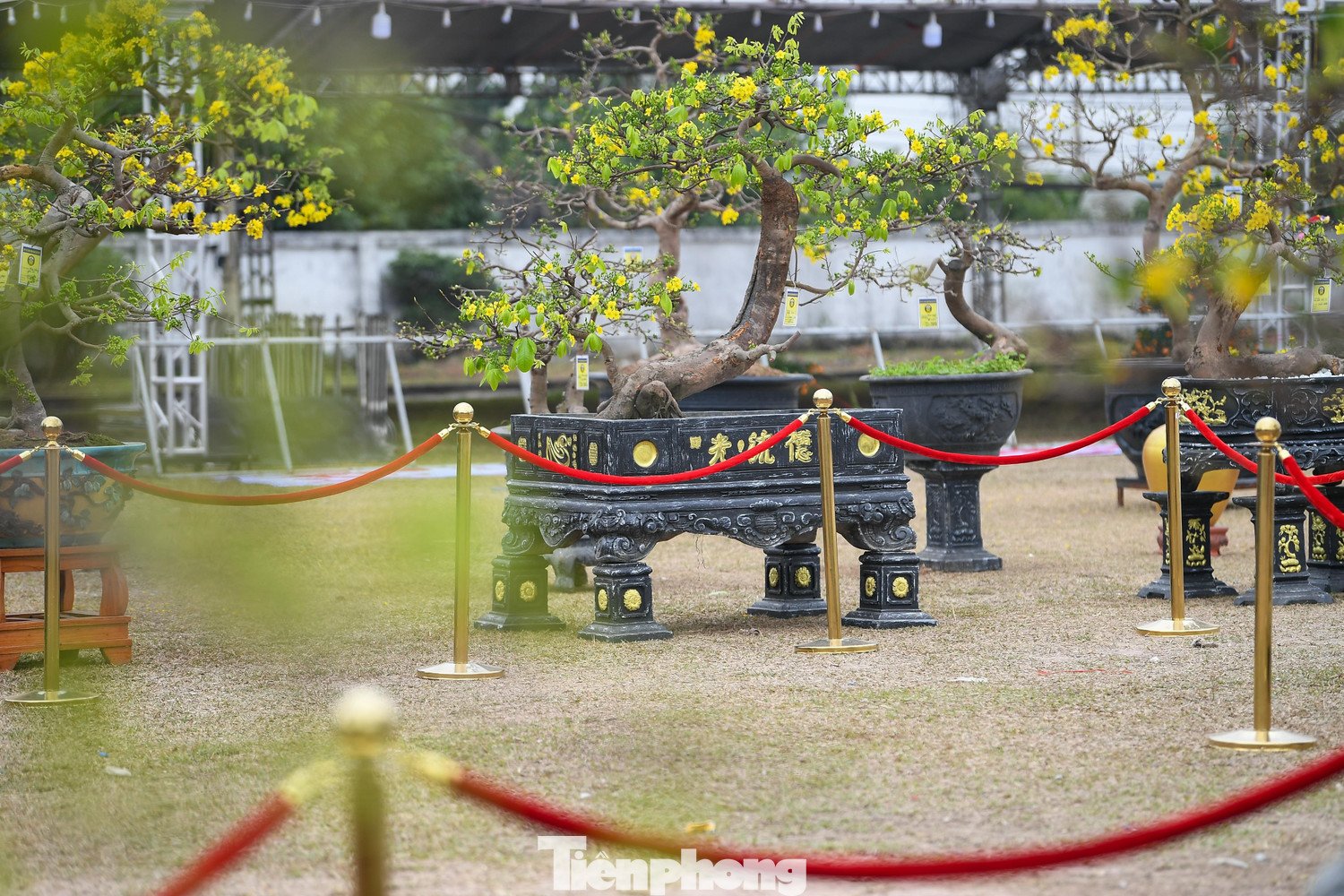 Theo ông Hoàng Đông Bắc, tổng giá trị ước tính của số mai trưng bày tại hội chợ năm nay hàng chục tỷ đồng, chưa kể một số gốc đặc tuyển có giá trị cao hơn. Một vài cây cổ thụ, dáng hiếm được đặt tại khu vực trung tâm sân khấu, thu hút sự quan tâm đặc biệt của giới sưu tầm.