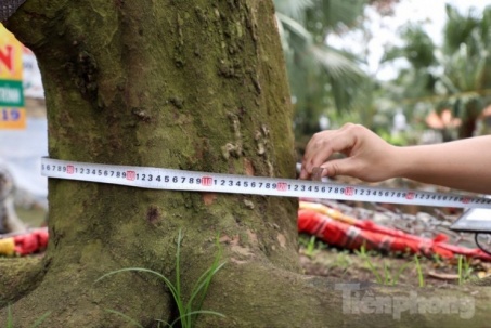 Cây mai trăm tuổi giá hơn 3 tỷ đồng ở An Giang