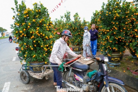 Nghề chở cây thuê ngày Tết