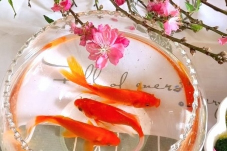 Vì sao chỉ cá chép mới đưa được Táo quân về trời?