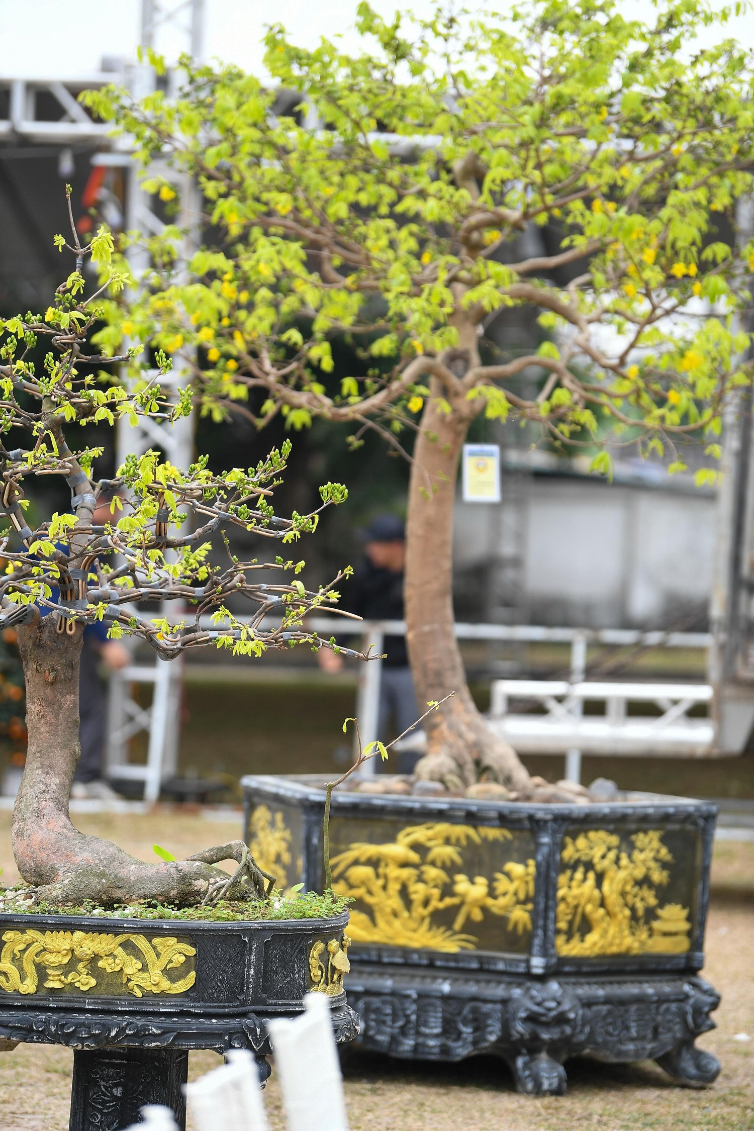 Theo ông Hoàng Đông Bắc, tổng giá trị ước tính của số mai trưng bày tại hội chợ năm nay hàng chục tỷ đồng, chưa kể một số gốc đặc tuyển có giá trị cao hơn. Một vài cây cổ thụ, dáng hiếm được đặt tại khu vực trung tâm sân khấu, thu hút sự quan tâm đặc biệt của giới sưu tầm.