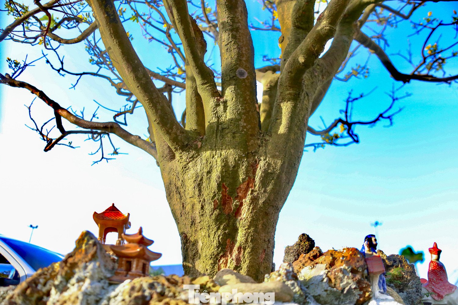 Nhiều gốc mai có thân xù xì, uốn lượn theo thế tự nhiên, tạo dáng đẹp bắt mắt người xem.