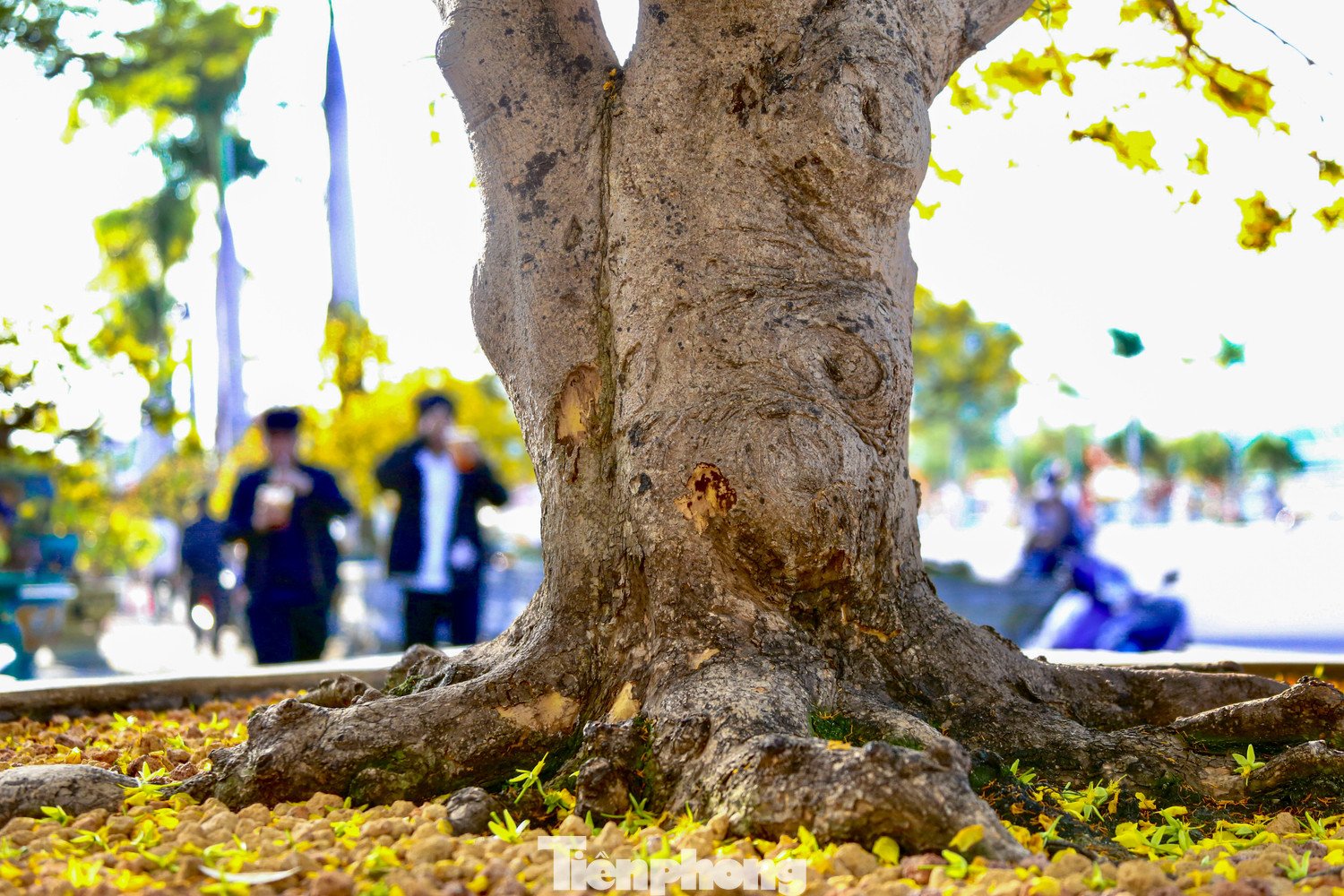 Nhiều gốc mai có thân xù xì, uốn lượn theo thế tự nhiên, tạo dáng đẹp bắt mắt người xem.