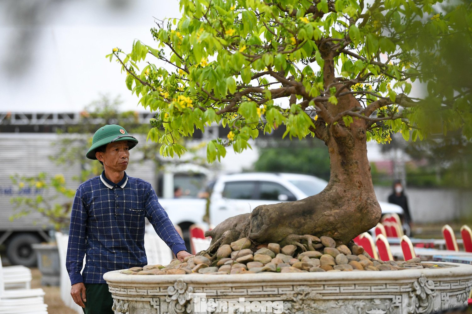 Theo ông Đỗ Đức Cảnh, là người trực tiếp tham gia trưng bày mai vàng Yên Tử, cho biết gia đình ông năm nay mang đến hội chợ 5 gốc, gồm 3 gốc mai cỡ lớn và 2 cây mini, nhằm góp phần tạo sự đa dạng về quy mô và hình thức trưng bày.