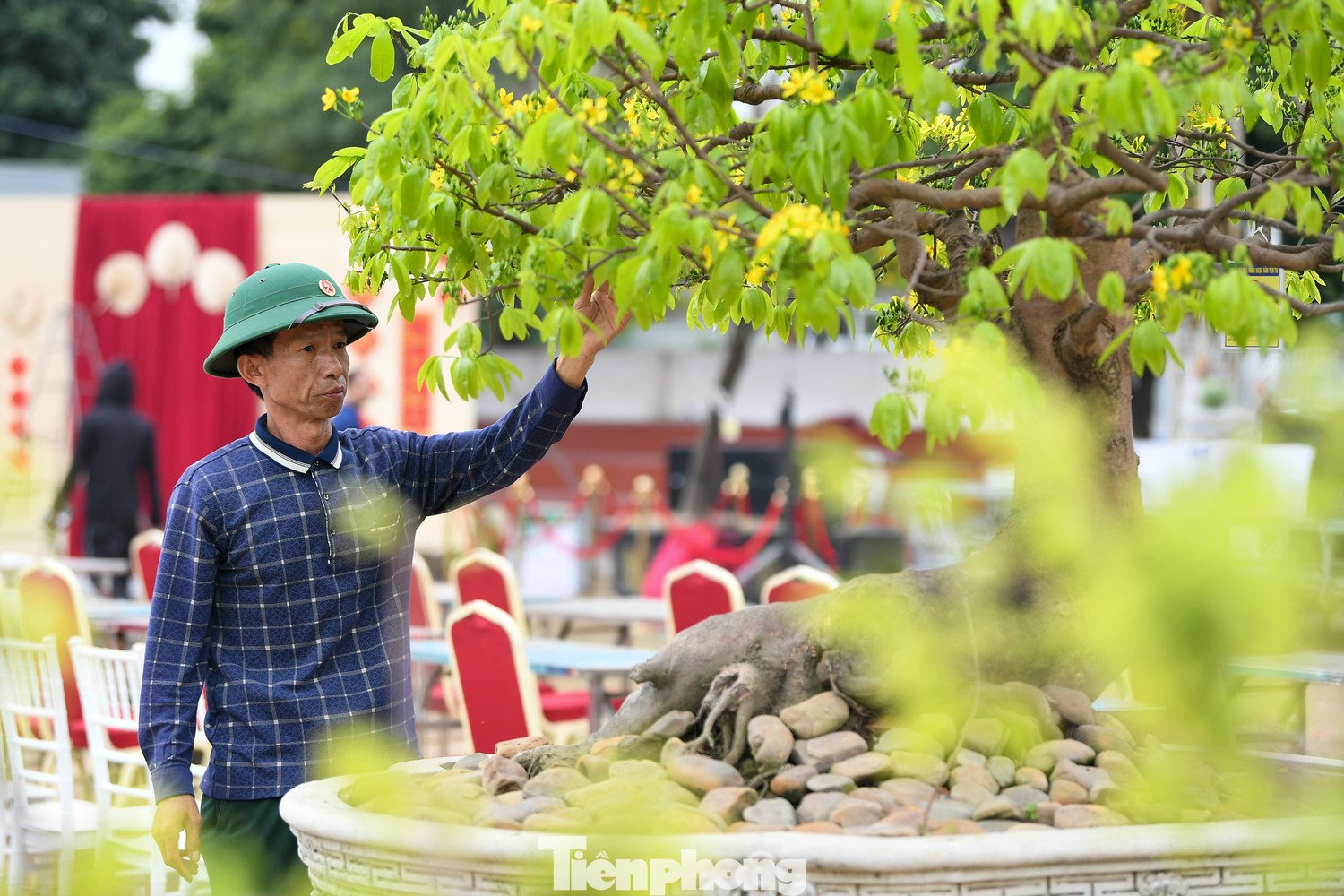 Theo ông Đỗ Đức Cảnh, là người trực tiếp tham gia trưng bày mai vàng Yên Tử, cho biết gia đình ông năm nay mang đến hội chợ 5 gốc, gồm 3 gốc mai cỡ lớn và 2 cây mini, nhằm góp phần tạo sự đa dạng về quy mô và hình thức trưng bày.