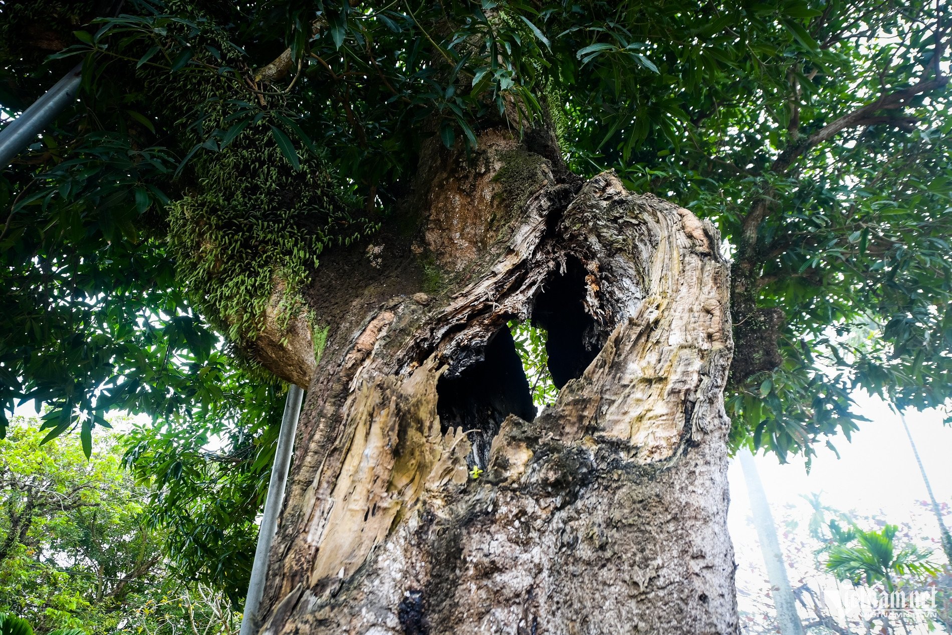 ‘Báu vật’ hơn 300 năm tuổi ở Ninh Bình bị rỗng ruột vẫn tốt tươi - 4