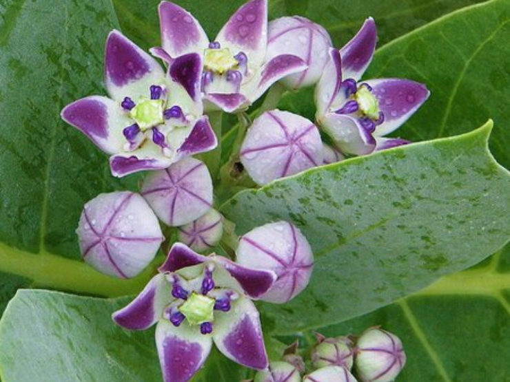 3 món khoái khẩu ngày tết âm thầm tước đi hơi thở của bạn khiến phổi rất dễ bị "bào mòn" - 4