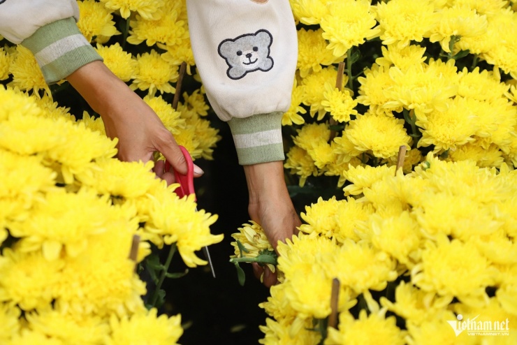 Cúc đại đóa hay vạn thọ có nhiều lớp cánh. Nước mưa đọng sâu vào bên trong lõi hoa không thoát ra được, gây ra tình trạng thối nhũn từ bên trong. Ảnh: TK