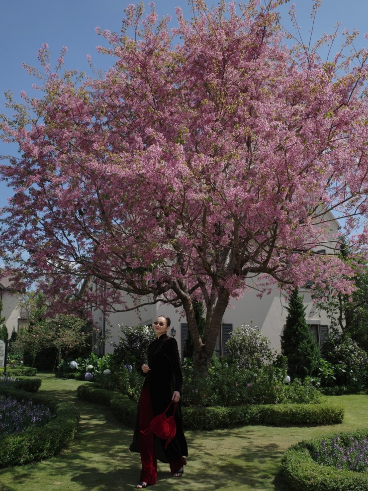 Sao Việt bắt trend check in mai anh đào Đà Lạt - 3