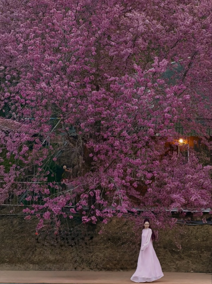 Sao Việt bắt trend check in mai anh đào Đà Lạt - 6