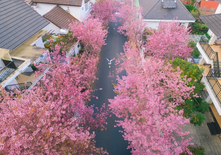 Mùa hoa mai anh đào năm nay được xem là đẹp nhất trong chục năm trở lại đây. Ảnh: Nguyen Thanh Luan