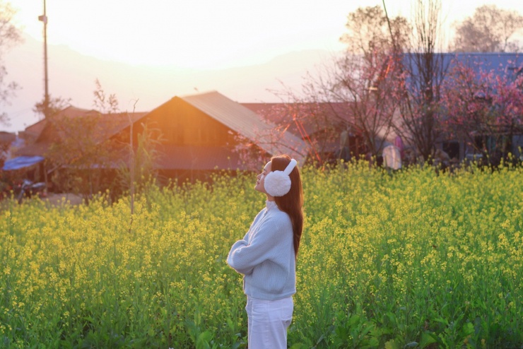 Cánh đồng cải ở Sì Thâu Chải trong chiều hoàng hôn. Ảnh: Lê Thu Thảo