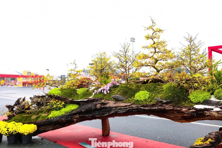 Tại khu vực Mỹ Đình, tác phẩm Vạn lộc nghinh xuân đang thu hút sự quan tâm đặc biệt của giới chơi cây nhờ vẻ đẹp khác biệt, hiếm thấy trong mùa Tết năm nay.