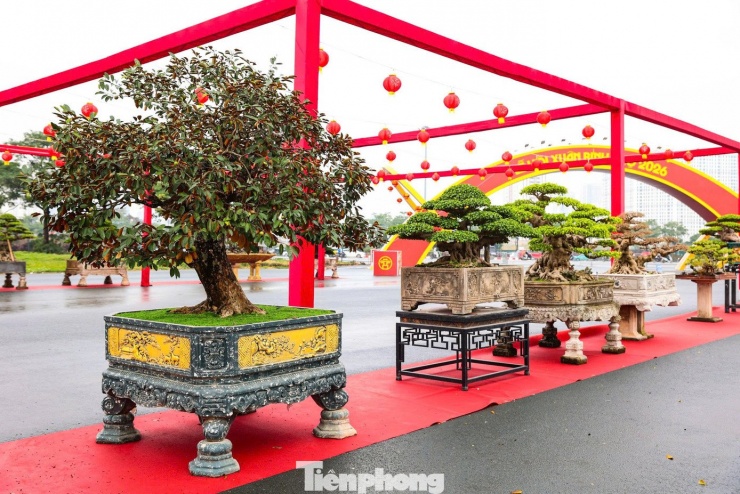 Với mức giá gần 800 triệu đồng, con thuyền chở 19 gốc mai vàng hứa hẹn là một trong những dấu ấn đặc sắc trong thị trường hoa, cây cảnh dịp Tết Bính Ngọ 2026.