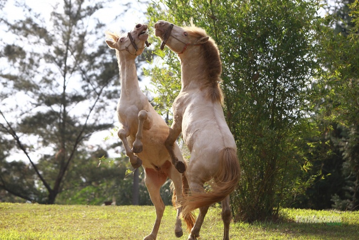 Chiêm ngưỡng ngựa bạch Hữu Kiên, 'báu vật' vùng cao giữa lòng Hà Nội - 3