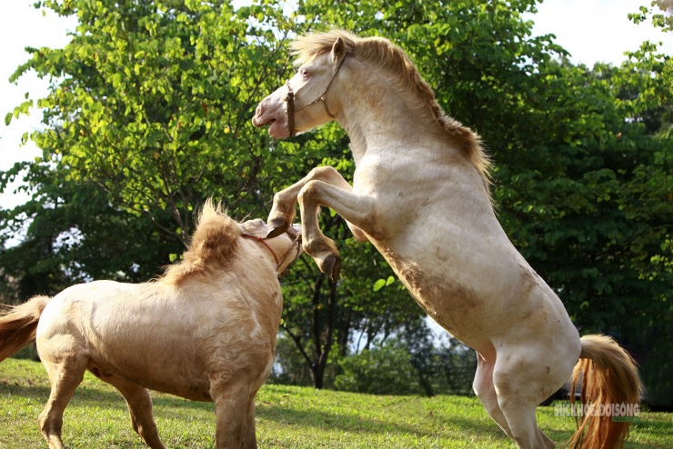 Chiêm ngưỡng ngựa bạch Hữu Kiên, 'báu vật' vùng cao giữa lòng Hà Nội - 5