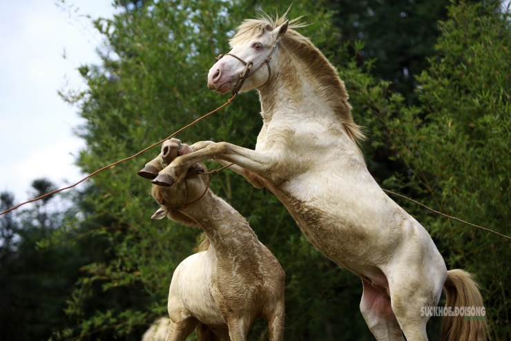 Chiêm ngưỡng ngựa bạch Hữu Kiên, 'báu vật' vùng cao giữa lòng Hà Nội - 6