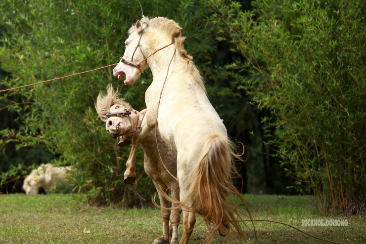 Chiêm ngưỡng ngựa bạch Hữu Kiên, 'báu vật' vùng cao giữa lòng Hà Nội - 7