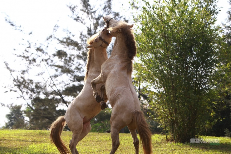 Chiêm ngưỡng ngựa bạch Hữu Kiên, 'báu vật' vùng cao giữa lòng Hà Nội - 8