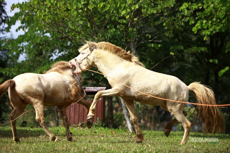 Chiêm ngưỡng ngựa bạch Hữu Kiên, 'báu vật' vùng cao giữa lòng Hà Nội - 9