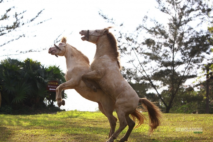 Chiêm ngưỡng ngựa bạch Hữu Kiên, 'báu vật' vùng cao giữa lòng Hà Nội - 10