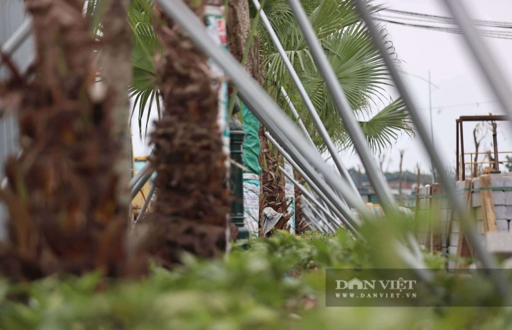 Hệ thống cây xanh, đèn điện dọc tuyến đường được trồng, lắp đặt.