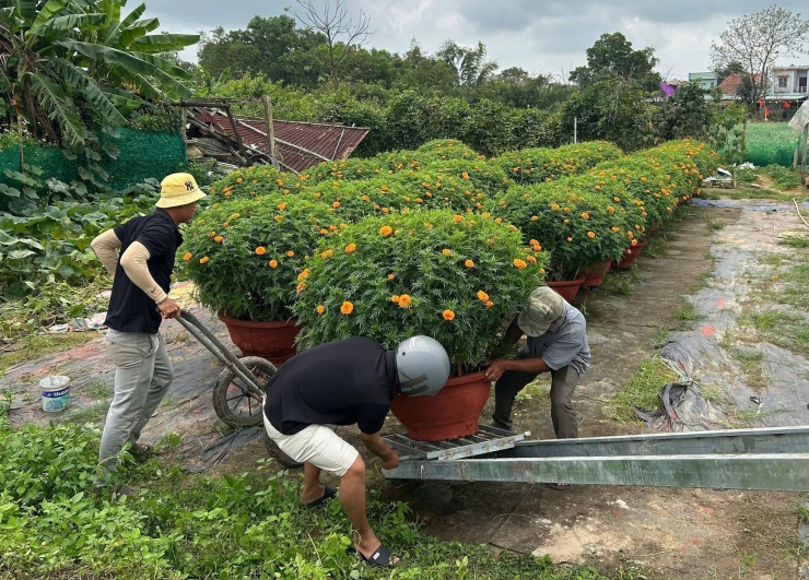 Dù ảnh hưởng thời tiết, hoa vạn thọ ở làng Dương Sơn vẫn kịp nở đều đón Tết