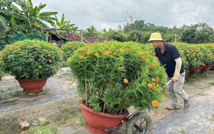 Nhà vườn đưa các chậu hoa cuối cùng đi tiêu thụ vào sáng 11-2