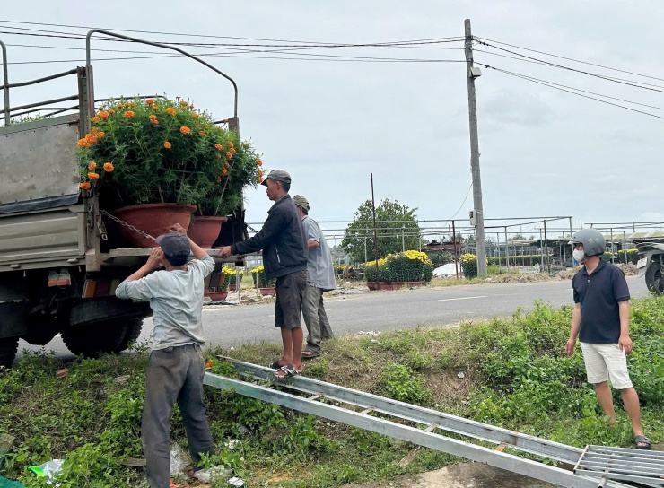 Xe tải ra vô liên tục, đưa hoa từ làng Dương Sơn đến các điểm bán hoa Tết ở TP Đà Nẵng