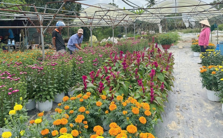 Thương lái đến làng hoa Dương Sơn để thu mua