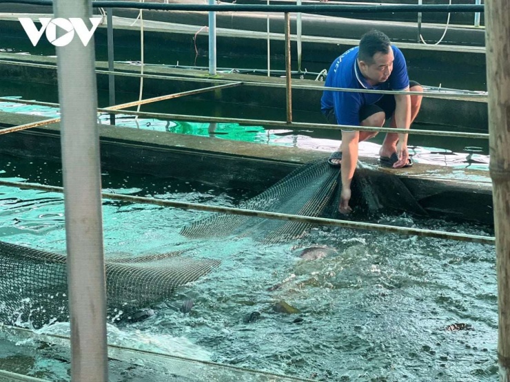 Nuôi cá rô phi không bùn ở HTX sản xuất và Thương mại Xuyên Việt, Hải Phòng