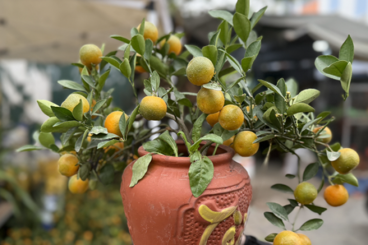 Quất, mai mini giá dưới 100.000 đồng hút khách