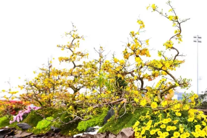 Choáng ngợp siêu phẩm mai vàng 800 triệu đồng ở Hà Nội