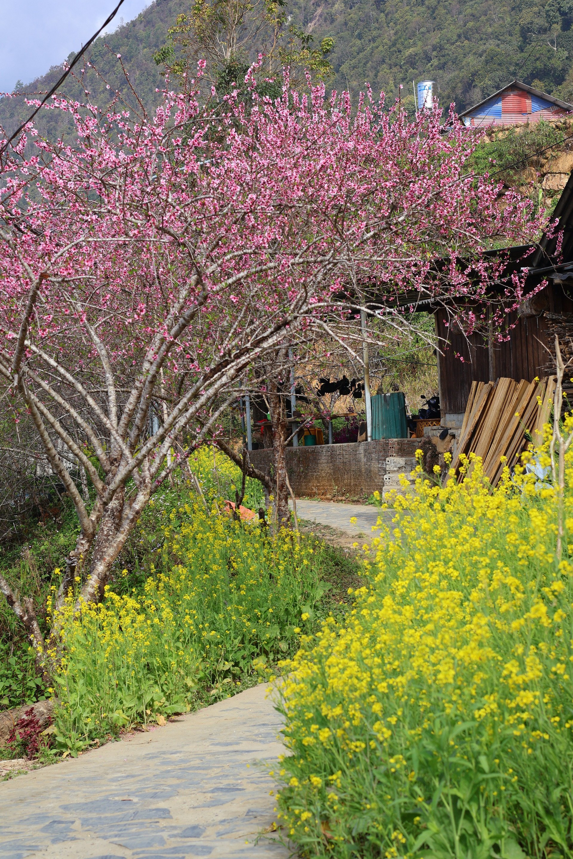 Vẻ đẹp bình yên, đậm nét truyền thống của Sì Thâu Chải. Ảnh: Lê Thu Thảo