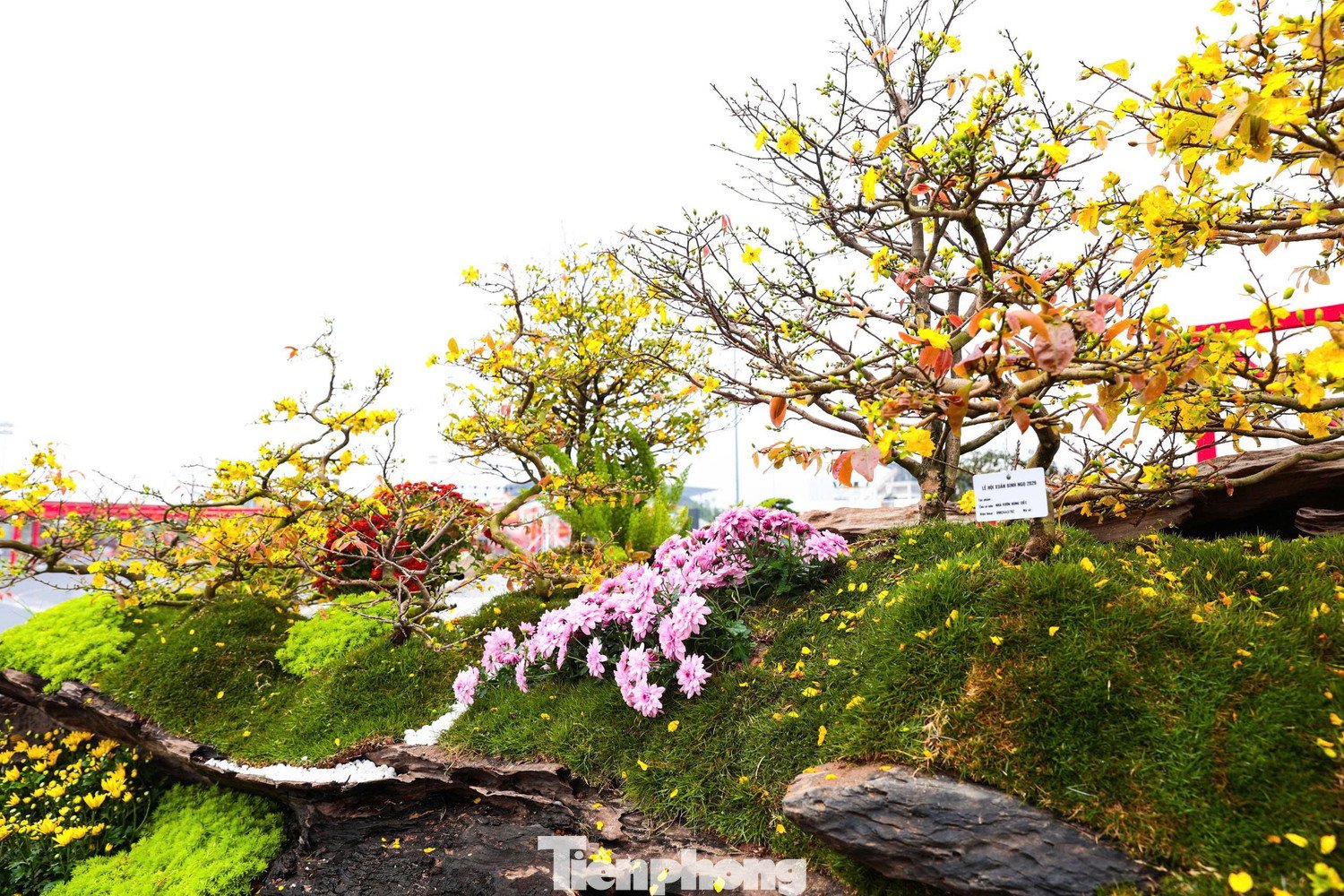 Đây là tổ hợp gồm 19 cây mai vàng được trồng khéo léo trên thân gỗ sao đen dài hơn 4 m, tạo hình như con thuyền độc mộc chở sắc xuân.