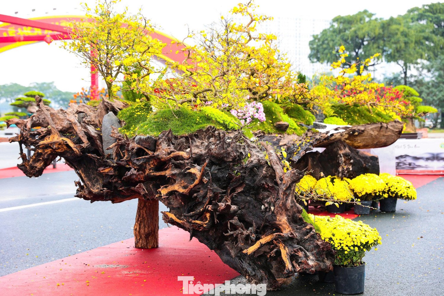 Lớp rêu phong tự nhiên phủ trên thân gỗ sao đen tạo nên vẻ trầm mặc, cổ kính.