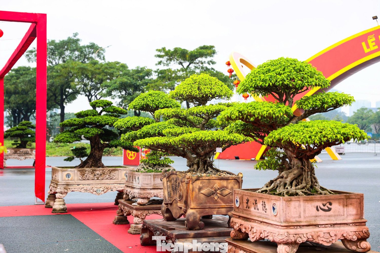 Chủ nhân tác phẩm cho biết mỗi cây mai trong “Vạn lộc nghinh xuân” có tuổi đời từ 5 đến 10 năm.