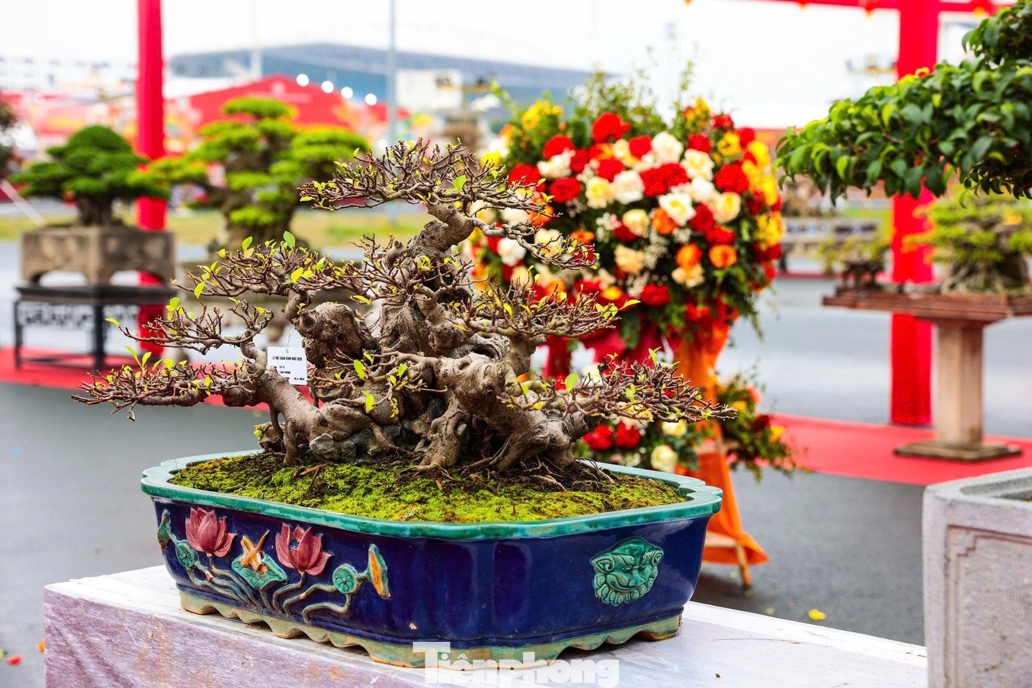 Chủ nhân tác phẩm cho biết mỗi cây mai trong “Vạn lộc nghinh xuân” có tuổi đời từ 5 đến 10 năm.