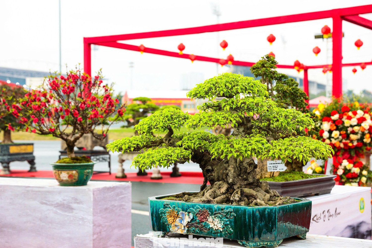 Chủ nhân tác phẩm cho biết mỗi cây mai trong “Vạn lộc nghinh xuân” có tuổi đời từ 5 đến 10 năm.