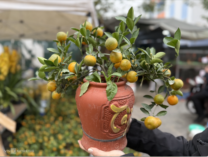 Một chậu quất tại chợ hoa Đền Lừ, phường Hoàng Mai, Hà Nội giá 100.000 đồng. Ảnh: Quỳnh Nguyễn