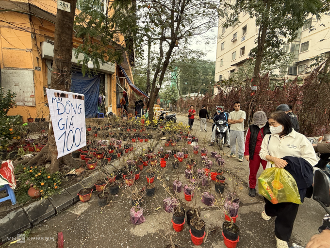 Loạt chậu mai vàng bán đồng giá 100.000 tại chợ hoa Đền Lừ, phường Hoàng Mai, Hà Nội, chiều 10/2. Ảnh: Nga Thanh
