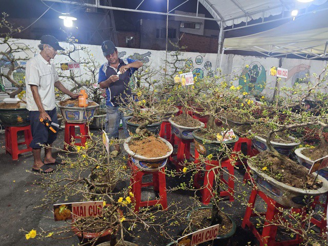 Tiểu thương đang chăm sóc cây để kịp ra hoa đúng dịp Tết