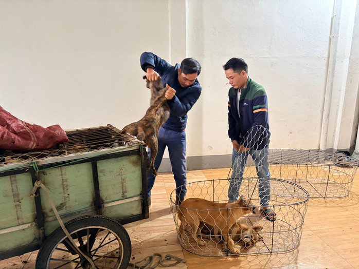 Tang vật chó bị trộm